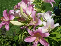 DSC00006.webp