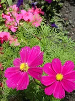 DSC00013.webp