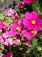 DSC00039.webp