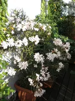 Oleander1707092.webp
