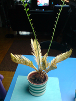 DSC00193.webp