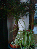 DSC00194.webp