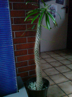 DSC00195.webp