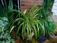 DSC00196.webp
