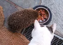 IMGP2603 igel + kalb 2.webp