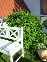 nochmal Strauch 1.webp