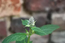 IMG_0813  1.webp