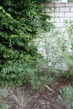 IMG_0821  1.webp