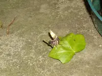 IMGP1940.webp