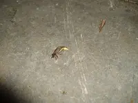 IMGP1945.webp
