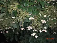 15.07.2009 031.webp