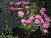 15.07.2009 037.webp