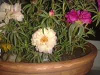 ABCD0006.webp