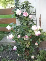 214 Eden 85 10.06.2009.webp