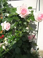 213 Eden 85 01.06.2009.webp