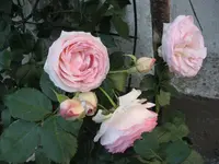 215 Eden 85 10.06.2009.webp