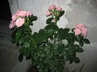 Halbstammrose Lidl 5 21.06.2009.webp