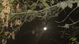 oben drueber scheint der Mond.webp