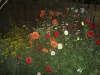 Blumen bluehen weiter.webp