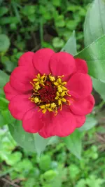 zinnie (2).webp