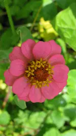 zinnie (4).webp