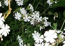 IMGP2612 eulenfalter2.webp
