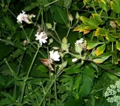 IMGP2613 eulenfalter.webp