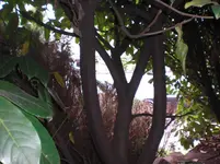 CIMG0135.webp