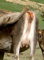 kannst mich mal.... v.webp