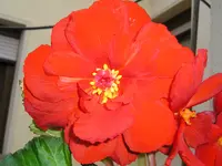 P1012451.webp