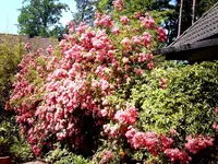 Rose_01.webp