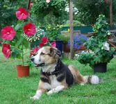 garten,juli09_45.webp
