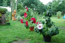 garten,juli09_50.webp