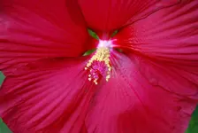 garten,juli09_57.webp