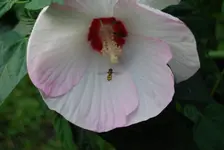 garten,juli09_62.webp