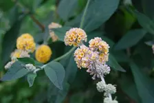 garten,juli09_74.webp