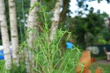 garten,juli09_63.webp