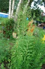 garten,juli09_64.webp