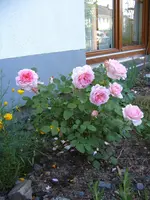 S4300002-3.webp