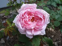 S4300010.webp