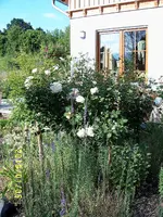S4300207.webp