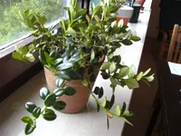 BILD0032.webp