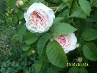 S4300173.webp