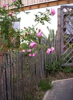 100_3042.webp