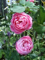 S4300023.webp