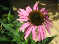 IMG_2130.webp