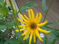 DSC01607.webp
