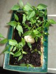 2009-05-26 Jalapeno capsicum annuum L - Mexico 1000kb.jpg