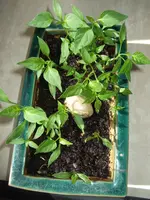 2009-05-26 Jalapeno capsicum annuum L - Mexico 1000kb.webp