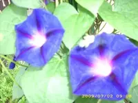 JD500108.webp